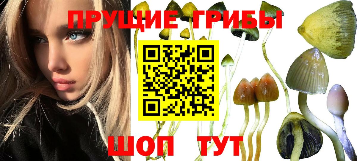 Псилоцибиновые грибы мицелий Родники